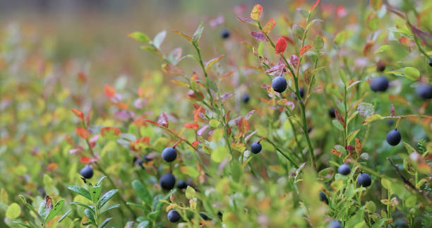 istock Wild Bilberries (Vaccinium myrtillus) in the forest. 2166469789