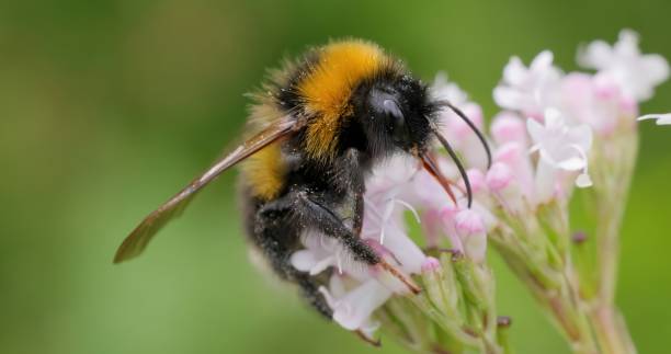 istock Bumblebee collects flower nectar at sunny day. 2166469831