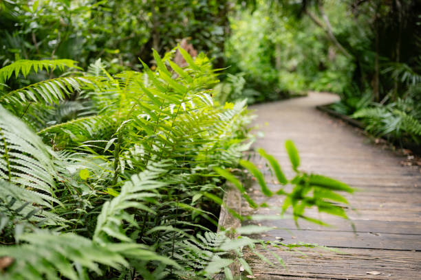 This is a photograph of ferns growing by boardwalk trail in Wekiva Springs State Park in Apopka, Florida on a summer day.