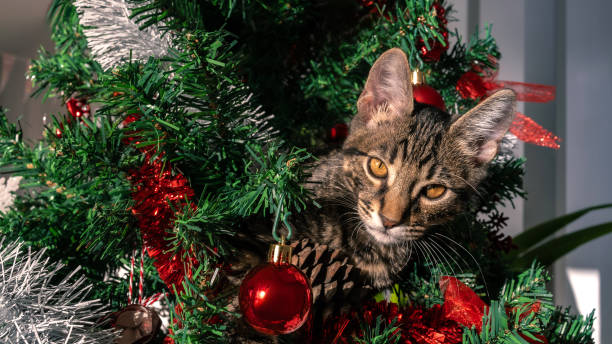 istock A cute kitty on Christmas tree, playfully breaking some of beautiful decoration 2166473633