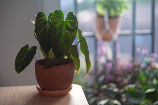 detailní záběr na rostlinu philodendron splendid v květináči doma. - filodendron - stock snímky, obrázky a fotky