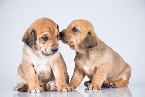 Portrait of the puppy dogs