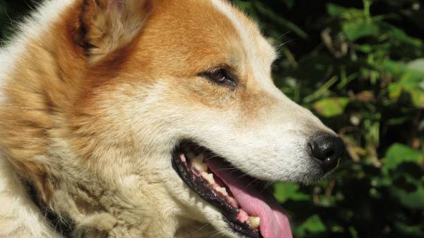 istock portrait of a red dog on a blurred background 2166475461