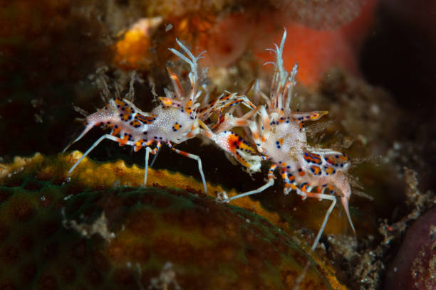 Spiny Tiger Shrimp in Lembeh Strait, Indonesia
