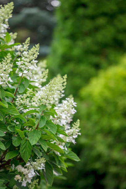 istock Hydrangea flowers in the garden 2166476615
