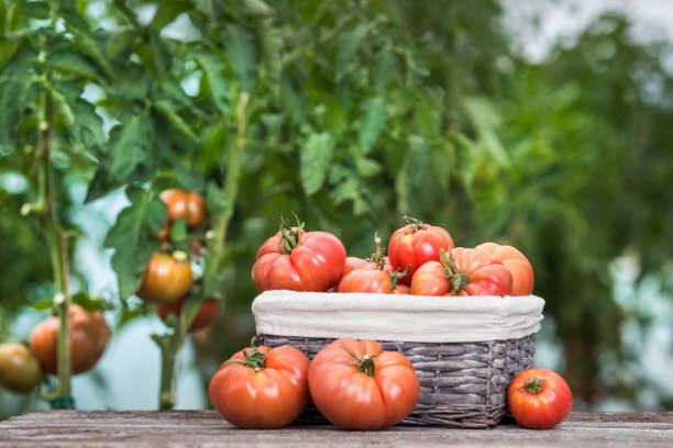 istock Vegetables, tomatoes on wooden desk 2166477113