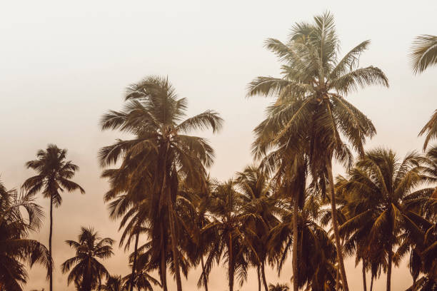Palm trees in the tropical sunset sky