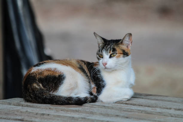 A charming photograph of a white, brown, and black tricolor cat comfortably lying on a smooth wooden surface. The cat's fur is beautifully patterned, with distinct patches of color that contrast with the warm tones of the wood beneath it. The image captures a serene moment, highlighting the cat's relaxed posture and the inviting texture of the wood, creating a cozy and peaceful atmosphere.