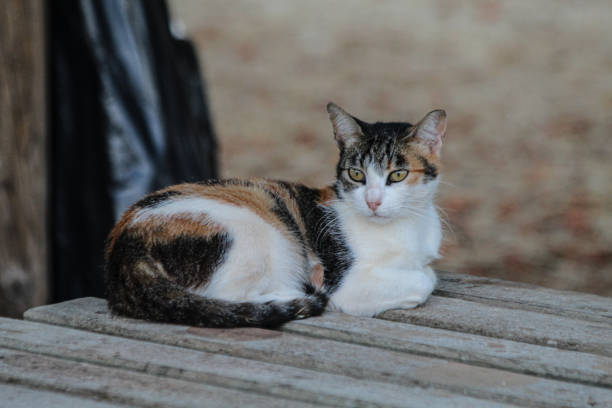 Domestic European shorthair female calico cat, about six months old.