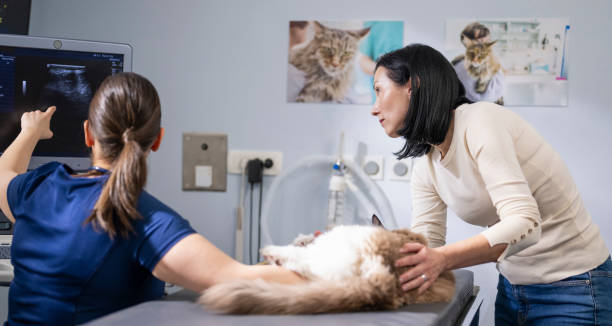 istock Veterinarian Examining Beautiful Longhair Cat 2166478618