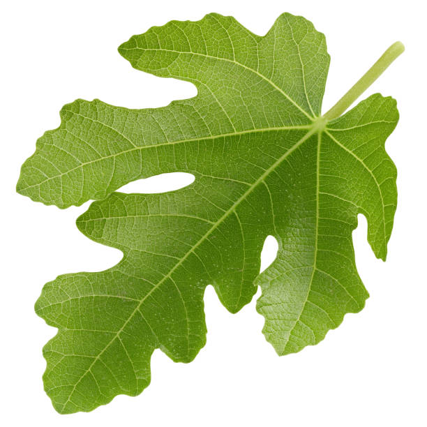 istock Fresh juicy fig leaf isolated on white 2166478643