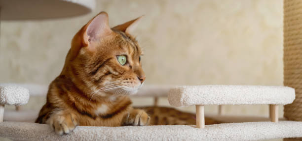 istock Bengal shorthaired kitten lying in pet bed on a climbing tree 2166478912
