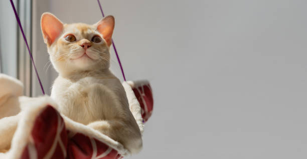 istock Little Burmese kitten on a hanging bed by the window. 2166478921
