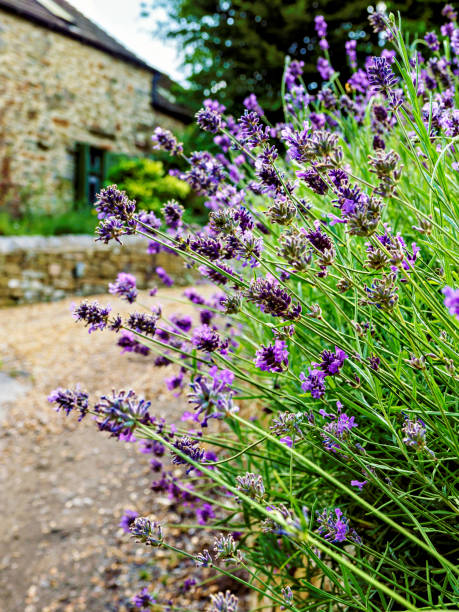 istock Close-up of vibrant purple lavender flowers blooming along a quaint stone pathway 2166480098