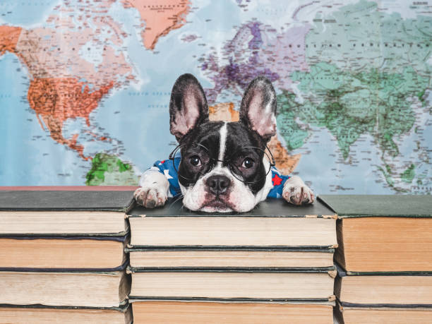 istock Cute puppy and old books. Studio shot 2166482148