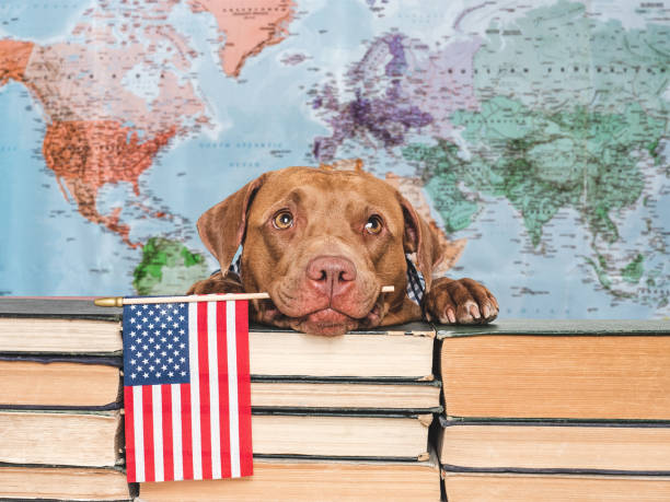 istock Cute puppy and old books. Studio shot 2166482172