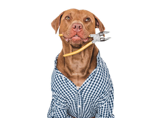 istock Cute brown dog, work shirt and pliers 2166482398