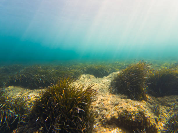 istock Underwater landscape at depth, algae on the seabed in the Mediterranean Sea. 2166482591