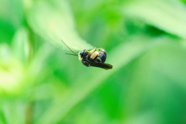istock Tiny Bee Sleeping On A Leaf Of A Rudbeckia Plant 2166483176