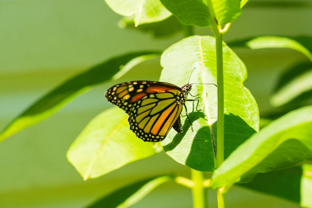 Monarch Butterfly Laying her Eggs On A Common Milkweed Leaf