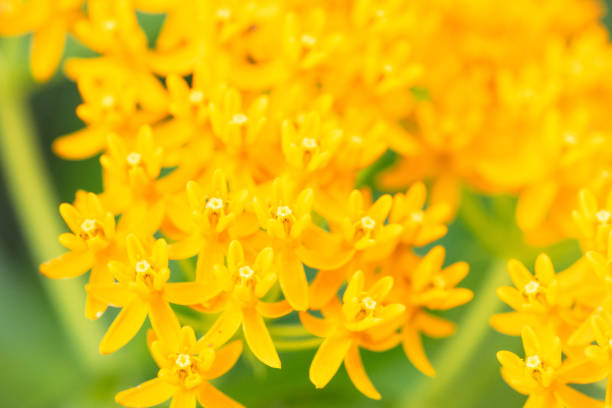 Jerusalem sage flower close up