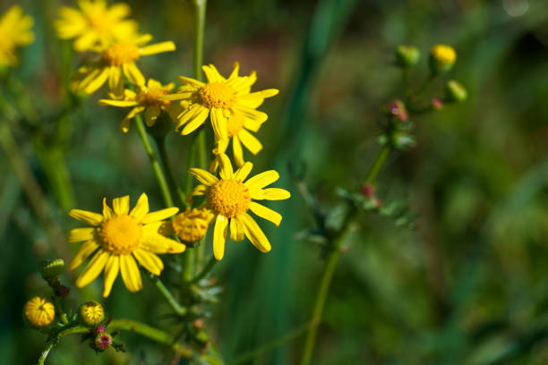 istock plant, spring, day, sunny, botany, close-up, colors, fresh, structure, nature, 2166483718