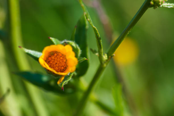 a close-up photo of a plant on a sunny spring day