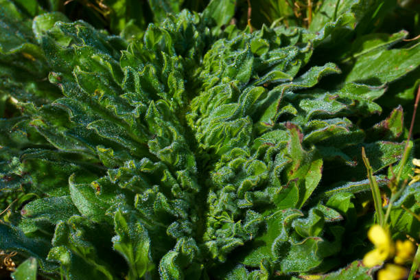 a close-up photo of a plant on a sunny spring day