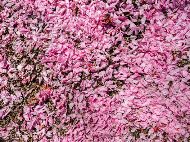 istock Pink flower petals scattered on the ground 2166484767