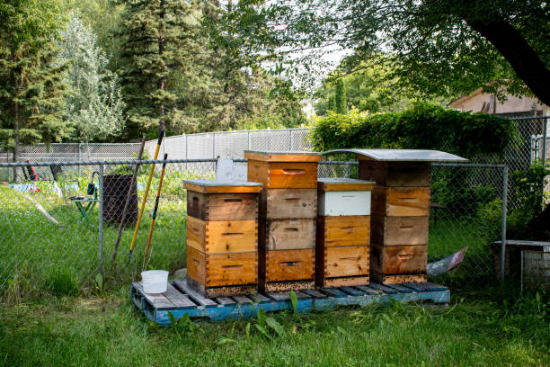 istock Row of Beehives in a Backyard Beekeeping Setup 2166485016