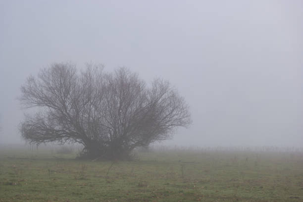 view of a tree growing outdoors in spain near madrid heavy fog