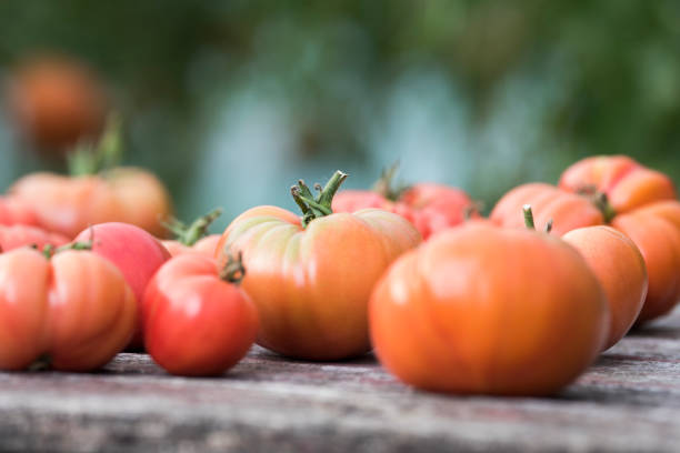 Vegetables, Tomatoes, organic food
