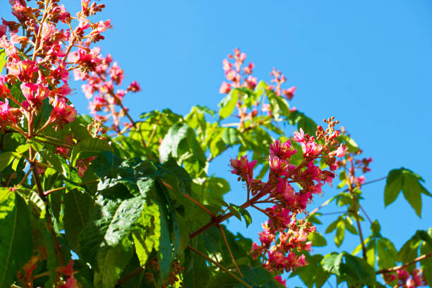 photo of the plant taken on a sunny spring day