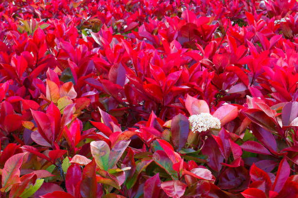 photo of the plant taken on a sunny spring day