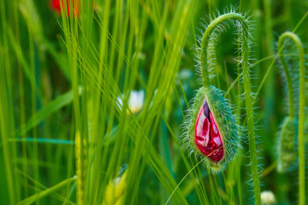 photo of the plant taken on a sunny spring day