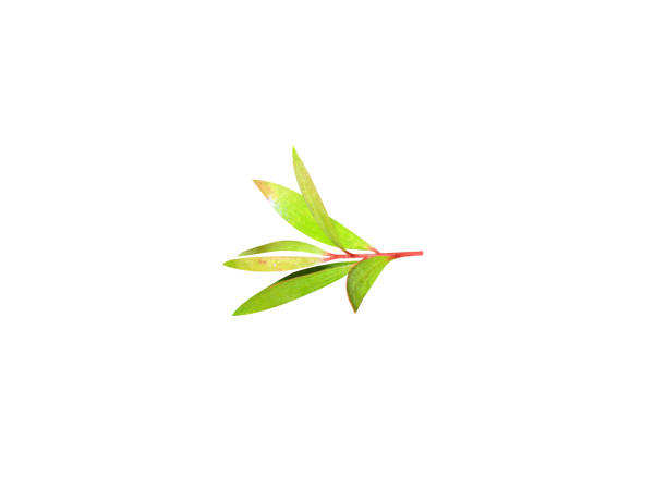 Melaleuca leucadendra leaves on white background
