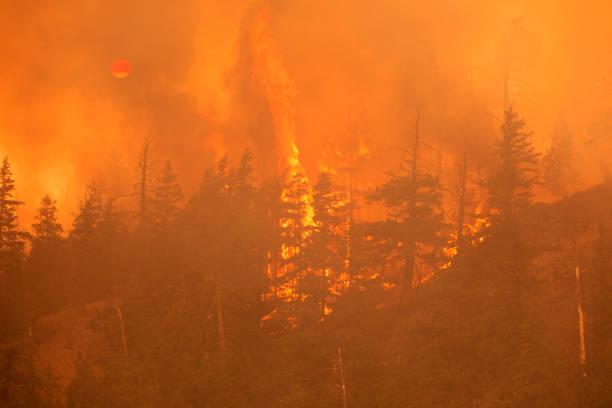 waldbrand verbrennt wald - waldbrand stock-fotos und bilder