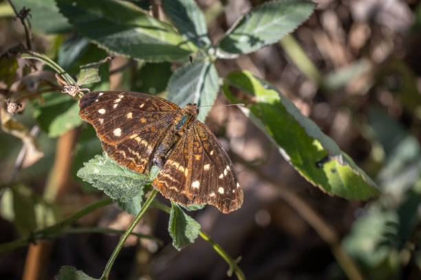 A Texan crescentspot butterfly on a leaf in summer in the jungle of Guatemala.