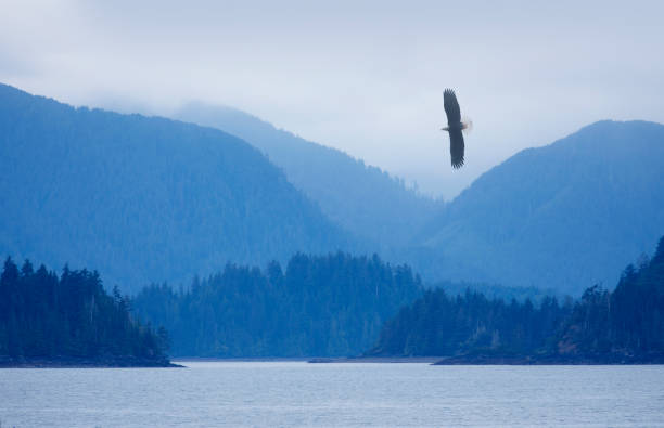 istock Bald eagle flies over tranquil bay and mountains 2166492565