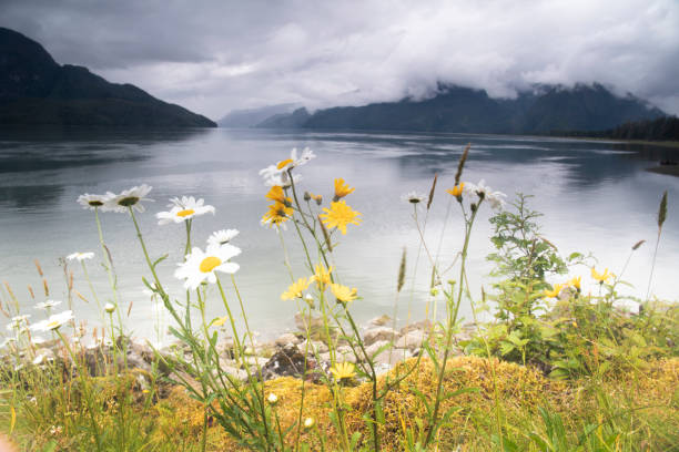 Moody sky over mountains, calm bay and wildflowers, Nature scenics, Haida Gwaii, British Columbia