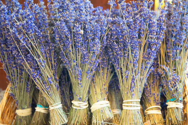 Bunches of lavender, Nature scenics, Haida Gwaii, British Columbia