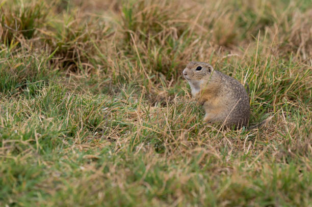 European ground squirrel is watching in the grass in summer.