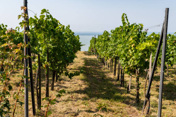 Vineyard near the Lake Balaton on a sunny day in summer.