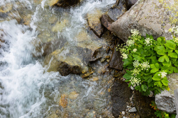 fresh water flow in the Austrian Alps