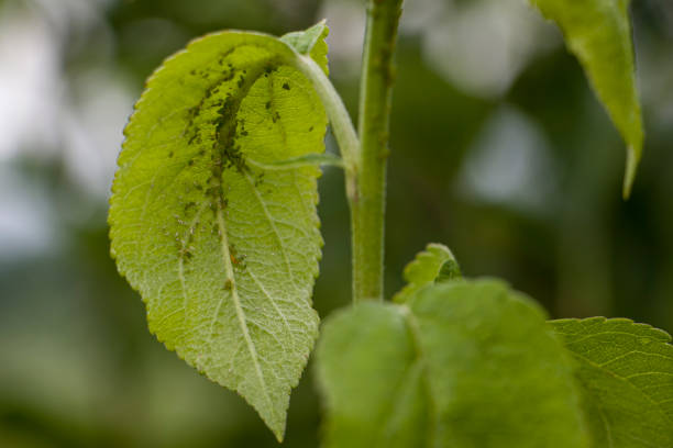 Aphids in the wild, North China