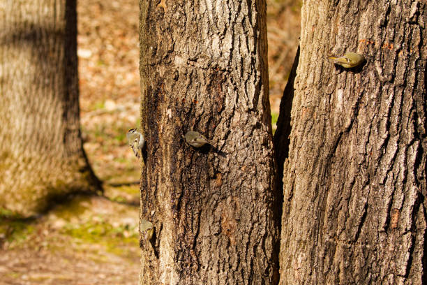 Natural scene from Wisconsin state park