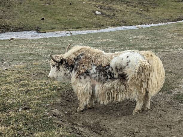 istock Beautiful Yaks in the Pamir Mountains. 2166494767