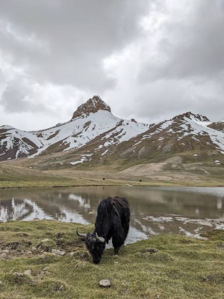 istock Beautiful Yaks in the Pamir Mountains. 2166494852