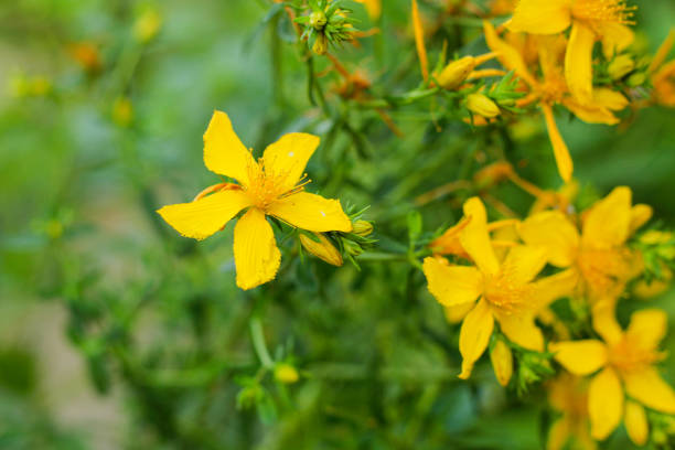 istock Flowering St. John's wort (Hypericum perforatum) plant in nature. 2166494947