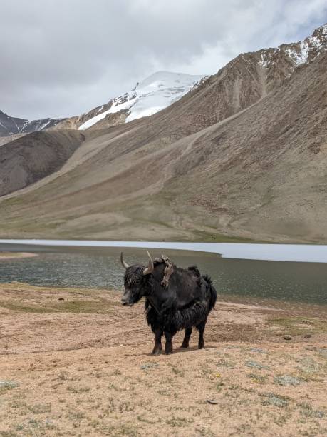 istock Beautiful Yaks in the Pamir Mountains. 2166495245